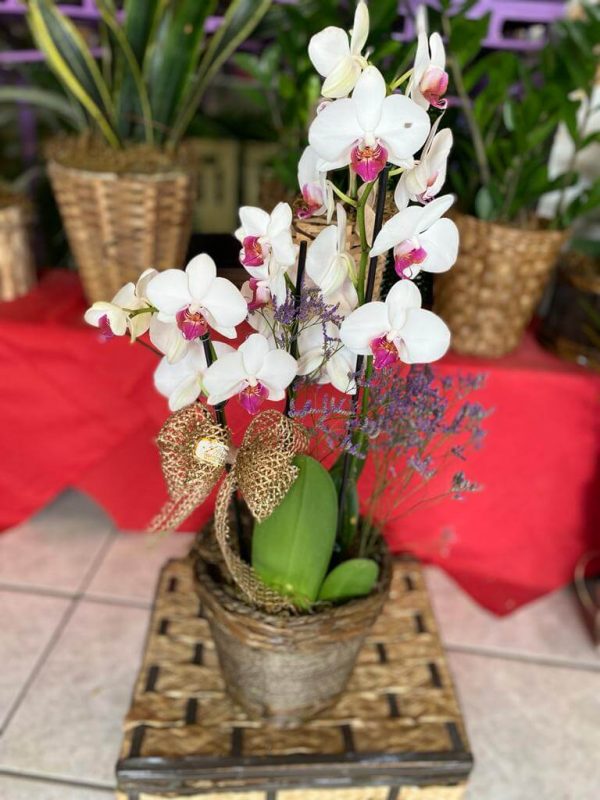 Vaso / Arranjo 008 - Floricultura Floriva